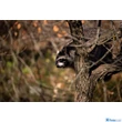 Tamron 100-400mm F/4.5-6.3 Di Vc Usd (Canon) (A035E)