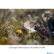 Tamron SP 70-200mm f/2.8 Di VC USD G2 (NIKON) (A025N)