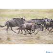 Tamron Sp 150-600mm F/5-6.3 Di Vc Usd G2 (Canon) (A022E)