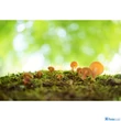 Tamron 35mm f/2.8 Di lll OSD 1:2 Macro (Sony E) (F053SF)