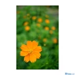 Tamron 35mm f/2.8 Di lll OSD 1:2 Macro (Sony E) (F053SF)